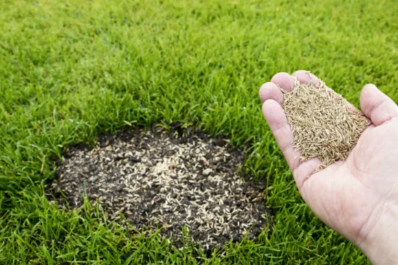 Hand sät Grassamen auf einer Rasenfläche